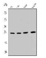 SNRPN Monoclonal Antibody (6F12)