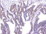 Cyclophilin 40 Antibody in Immunohistochemistry (Paraffin) (IHC (P))