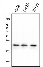 HSPB8 Antibody in Western Blot (WB)