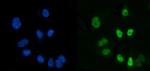 CtBP2 Monoclonal Antibody (10E9D2)