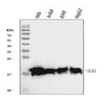 PC4 Monoclonal Antibody (2D13E3)