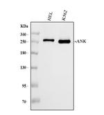 Ankyrin 1 Monoclonal Antibody (9I6C3)