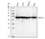 RCC1 Antibody in Western Blot (WB)