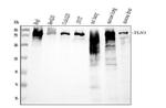 Talin 1 Monoclonal Antibody (2G10D2)