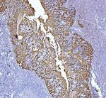 Maspin Antibody in Immunohistochemistry (Paraffin) (IHC (P))