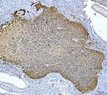 Maspin Monoclonal Antibody (7G4E1)