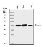 Maspin Antibody in Western Blot (WB)