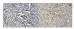 MCM5 Antibody in Immunohistochemistry (Paraffin) (IHC (P))