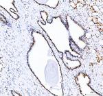 DDX1 Antibody in Immunohistochemistry (Paraffin) (IHC (P))