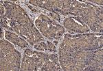 PDIA6 Antibody in Immunohistochemistry (Paraffin) (IHC (P))