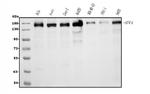 AFF4 Monoclonal Antibody (8G12)