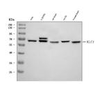 KLC1 Monoclonal Antibody (4F2D7)
