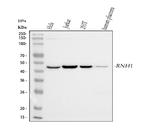 RNH1 Antibody in Western Blot (WB)