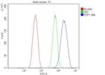 eRF1 Antibody in Flow Cytometry (Flow)