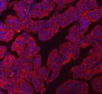 Claudin 3 Monoclonal Antibody (4C7D2)