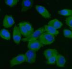 eIF5 Monoclonal Antibody (2F13C4)