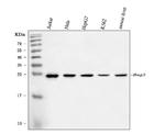 BAG2 Antibody in Western Blot (WB)