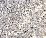Aldolase A Antibody in Immunohistochemistry (Paraffin) (IHC (P))