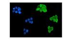 MSI1 Monoclonal Antibody (2B9)