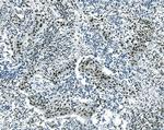 MSI1 Antibody in Immunohistochemistry (Paraffin) (IHC (P))