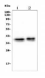 MSI1 Antibody in Western Blot (WB)