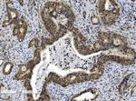 CBX8 Antibody in Immunohistochemistry (Paraffin) (IHC (P))