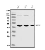 CBX8 Antibody in Western Blot (WB)