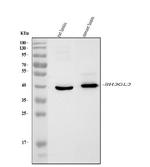 SH3GL2 Monoclonal Antibody (6I8E1)