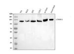 Drebrin Antibody in Western Blot (WB)