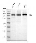 UBR2 Monoclonal Antibody (2G10)