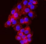 NDFIP2 Monoclonal Antibody (10D6D7)