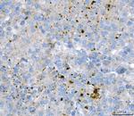 KLHL12 Antibody in Immunohistochemistry (Paraffin) (IHC (P))