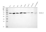 KLHL12 Antibody in Western Blot (WB)