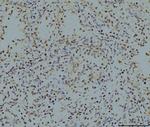 LSM8 Antibody in Immunohistochemistry (Paraffin) (IHC (P))