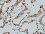 LSM8 Antibody in Immunohistochemistry (Paraffin) (IHC (P))