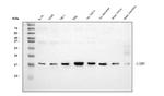 LSM8 Antibody in Western Blot (WB)