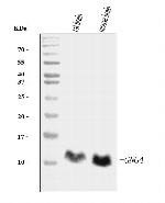 GNG4 Monoclonal Antibody (7B6)