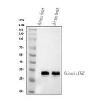 Calponin 2 Monoclonal Antibody (CP-93)