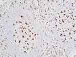 CD68 Antibody in Immunohistochemistry (Paraffin) (IHC (P))