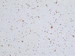 CD68 Antibody in Immunohistochemistry (Paraffin) (IHC (P))