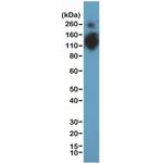 CD68 Antibody in Western Blot (WB)