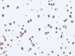 LAIR1 Recombinant Rabbit Monoclonal Antibody (RM498)
