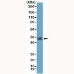 LAIR1 Antibody in Western Blot (WB)