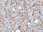 Galectin 9 Antibody in Immunohistochemistry (Paraffin) (IHC (P))