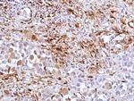 Galectin 9 Antibody in Immunohistochemistry (Paraffin) (IHC (P))
