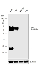 VISTA Antibody in Western Blot (WB)