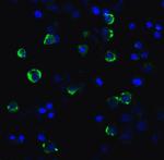 CD223 Recombinant Llama Monoclonal Antibody (2B11)