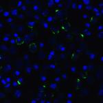 CD223 Antibody in Immunocytochemistry (ICC/IF)