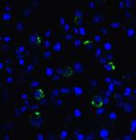 CD223 Recombinant Llama Monoclonal Antibody (1A8)