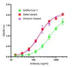 SARS-CoV-2 Spike Protein S2 Recombinant Llama Monoclonal Antibody (P1A6)